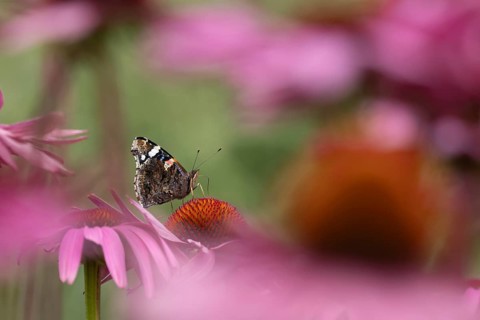 Red admiral butterfly (Vanessa atalanta) adult insect feeding on a garden purple Coneflower