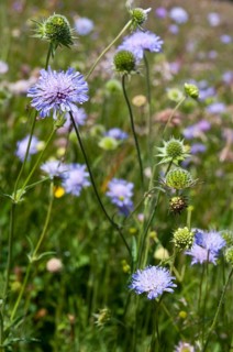 Field widow flower, asteraceae, dipsacaceae, tidal plant, knautia arvensis, daisy flower, meadow