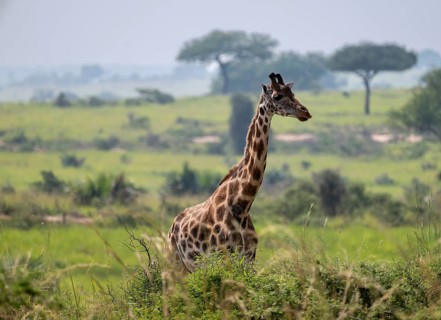 A Rothschild's giraffe (Giraffa camelopardalis rothschildi) stands in a bush landscape, Murchison