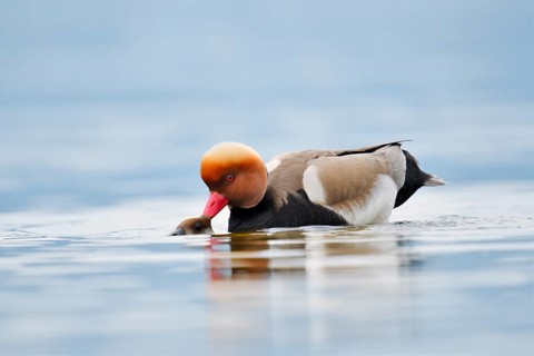 Red-crested Pochard (Netta rufina), a pair mating, Lake Constance, Baden-Württemberg, Germany