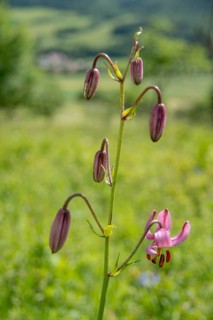 Liliaceae, Lily Family, Lilium Martagon, Turk's Cap Lily, Turkish League Lily, Flora, High Size,