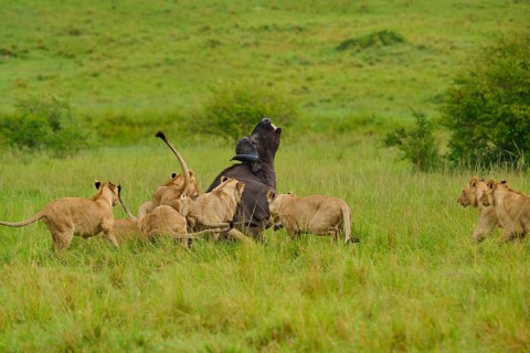 A large buffalo is challenged by a pride of lions on the savannah: lion (Panthera leo), Cape