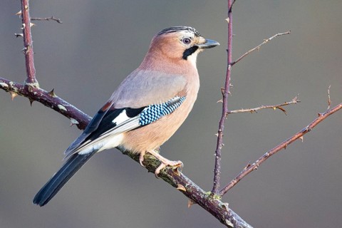 Eurasian jay /Garrulus glandarius) Germany