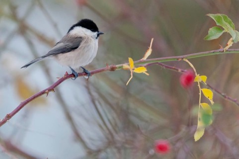 Dog rose, marsh tit, parus palustris, poecile palustris, pink canina, rosaceae, rose family, swamp