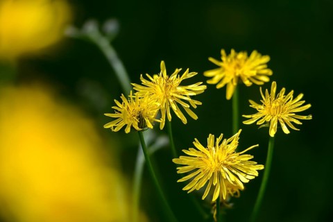 Crepis Biennis, Peeppau, Rough Hawk's-Beard, Meadow Peeppau, Two-year-old Peeppau, Flora, Plants,