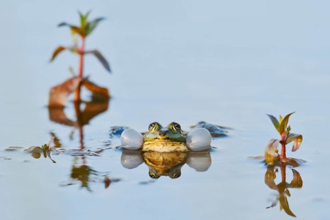 Marsh frog (Pelophylax ridibundus, Rana ridibunda), a male swimming in the water whilst calling,