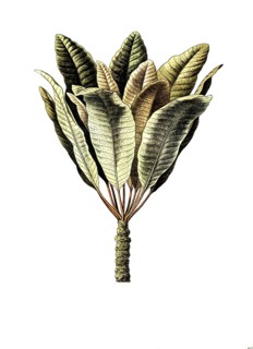 Bassia parkii, Vitellaria paradoxa, African karite tree, shea tree. Shea butter is extracted from