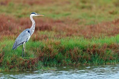 Great Egret, Heron, foraging, (Ardea cinerea) Salalah, Raysut, Dhofar, Oman