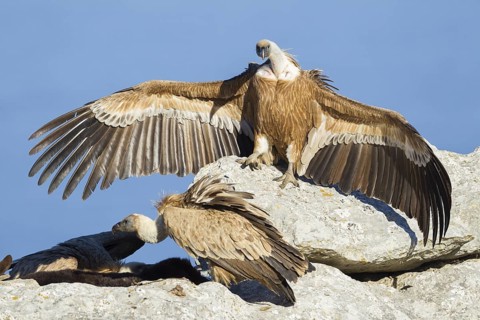Griffon Vulture (Gyps fulvus), Mallorca, Spain