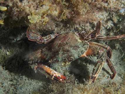 Red swimming crab (Cronius ruber) hidden in an underwater cave with seaweed and sand, dive site: El