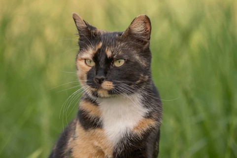 A cat wearing a spotted coat observes its surroundings in front of a field full of green grass. The