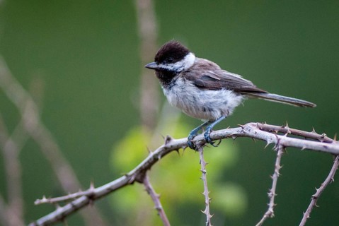 Balkan tit, Parus lugubris, Poecile lugubris, sombre tit, birds, Greece, Leo, tit, passeri,