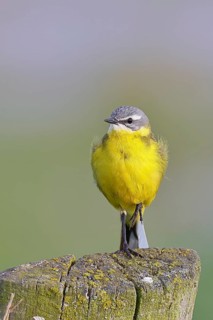 Yellow Wagtail (Motacilla flava) perched on a pasture fence post, Dümmer, Lake Dümmer, Ochsenmoor,