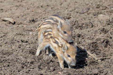 Two young wild boars (Sus scrofa) are playing together on a sunny day in a dry field. Dominance