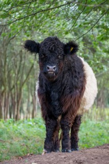 Artiodactyla, belted galloway, belties, bos taurus sspec.5, cattle, even-toed ungulate, galloway