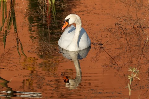 Mute Swan (Cygnus olor), Rhineland-Palatinate, Germany