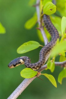 Aesculapian snake, Elaphe longissima, Zamenis longissimus, Bulgaria, critters, FFH, adolescent,
