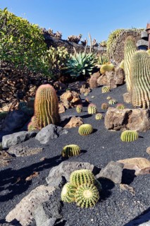 Cactus garden, succulent garden Jardín de Cactus, designed by César Manrique, Guatiza, Teguise,