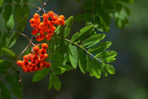 Blackberry, Rowan, Crametsberry, Squeaks, Rosaceae, Rose Family, Sorbus Aucuparia, Rowan, Tree,