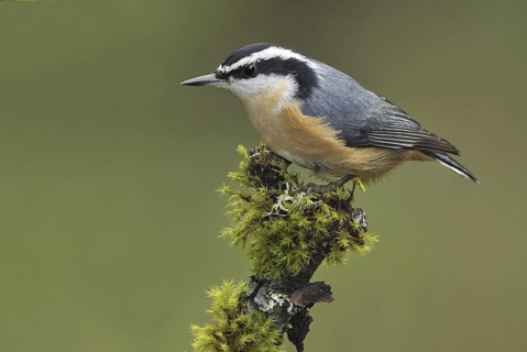 Red-breasted Nuthatch (Sitta canadensis), British Columbia, Canada