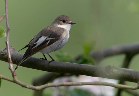 Ficedula hypoleuca, pied flycatcher, mourning snapper, mourning snapper, birds, male, passeri,