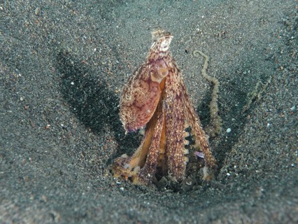 A camouflaged marbled octopus (Amphioctopus aegina) hiding in a sand hole, Puri Jati dive site,