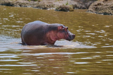 A hippopotamus in the murky river water, standing expressively in its natural surroundings,