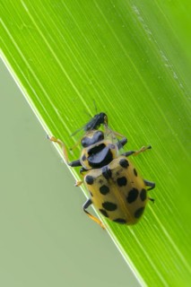 13-spotted lady beetle, thirteen-point ladybird, thirteen-spotted marsh ladybird, Hippodamia