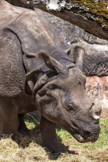 African one-horned rhinoceros (Rhinoceros unicornis), Nuremberg Zoo, Middle Franconia, Bavaria,