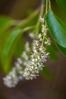 American grape cherry, Prunus serotina, rosaceae, rose family, late blooming grape cherry, grape