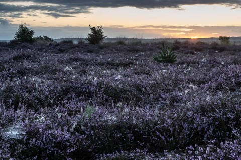 Heath landscape at sunrise, Emsland, Lower Saxony, Germany