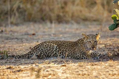 Leopard (Panthera pardus) juvenile, South Africa
