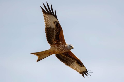 Red Kite (Milvus milvus) flying, Spain