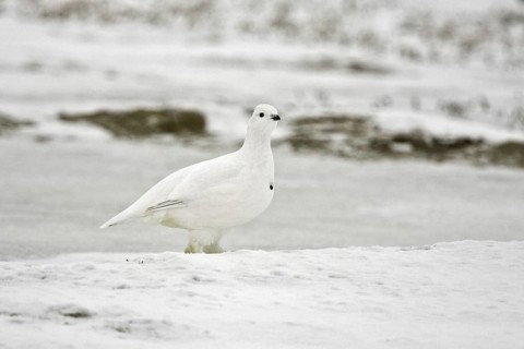 Willow Ptarmigan (Lagopus lagopus), Manitoba, Canada