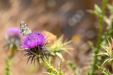 A Balkan marbled white (Melanargia larissa) butterfly on flower, Serifos Island, Cyclades Islands,