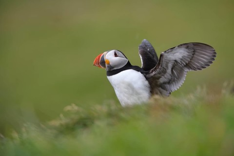 Atlantic Puffin (Fratercula arctica) flapping, Scotland, United Kingdom