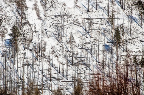 Forest, Irkutsk Province, Siberia, Russia