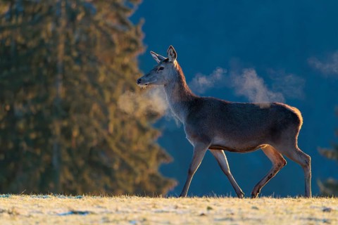A female red deer (Cervus elaphus) stands in the first light of day on a meadow covered in hoar