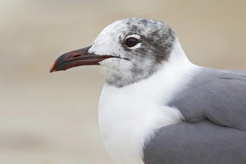 Laughing Gull (Leucophaeus atricilla), Florida, USA