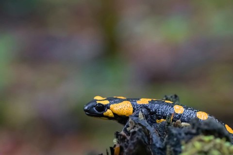 One fire salamander (Salamandra salamandra) rests on a tree stump on a rainy day. IUCN conservation