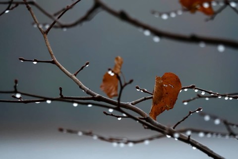 After a rain, drops on branches, autumn, Germany