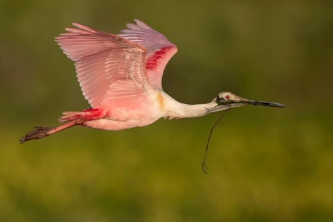 Roseate Spoonbill (Platalea ajaja) flying with nesting material in beak, Florida, USA