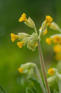 Primula officinalis, primula veris, primulaceae, cowslip, meadow cowslip, fragrant primrose, common