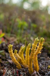Bear lobes, Finland, Huperzia selago, Huperzia selago ssp. arctica, lycopodiaceae, fir bear lop,