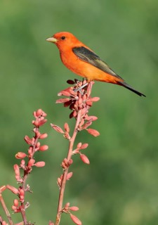 Scarlet Tanager (Piranga olivacea) male perched on a branch, Texas, USA