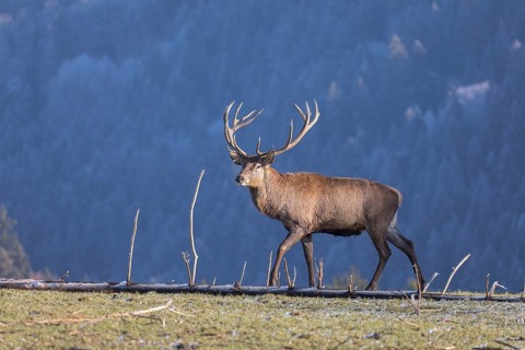 Red Deer (cervus elaphus) stag standing on a frosted meadow in winter, early morning sunlight.