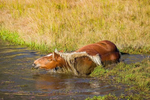 A heavy horse of mixed breed stands in the water of a small pond and enjoys its life on a sunny