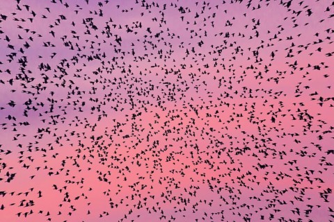 Common starling (Sturnus vulgaris), flock or murmuration, flying to their roosting place at dusk in