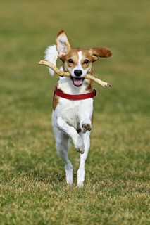 Beagle with branch in mouth jumps across meadow, Switzerland