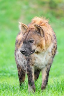 An adult male spotted hyena (Crocuta crocuta) running across a green meadow. Frontal portrait